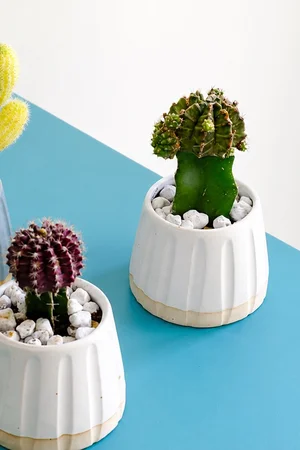 Linea Collection